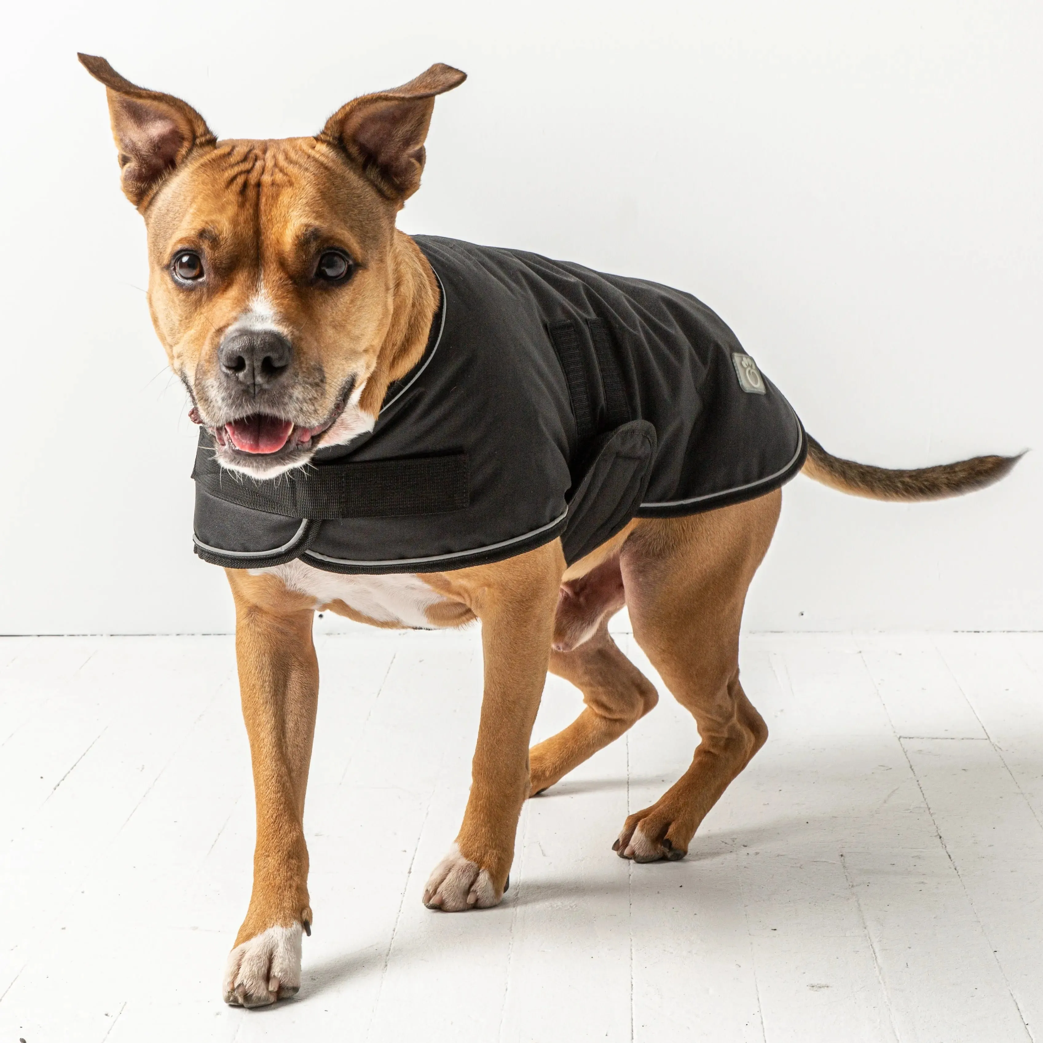 Blanket Dog Jacket | Black