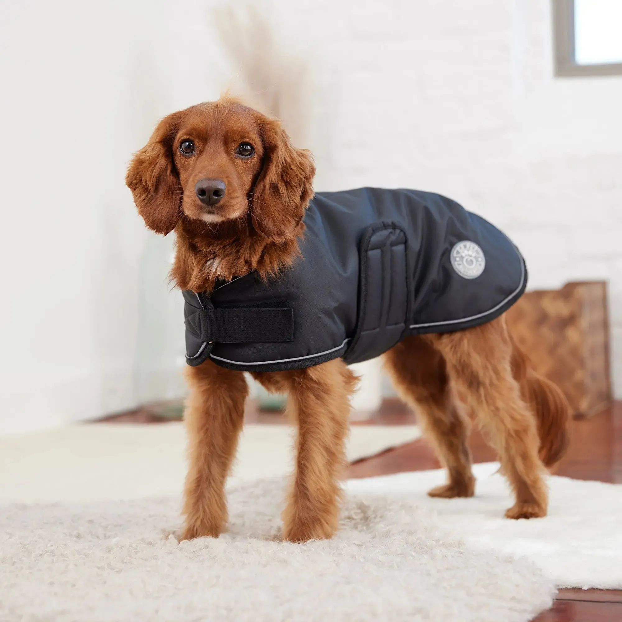 Blanket Dog Jacket | Black